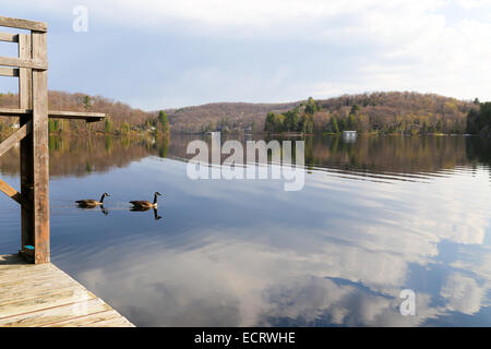 zwei kanadische Gänse schwimmen durch die Hütte-Dock auf den Engstellen in der Hütte Stockfoto