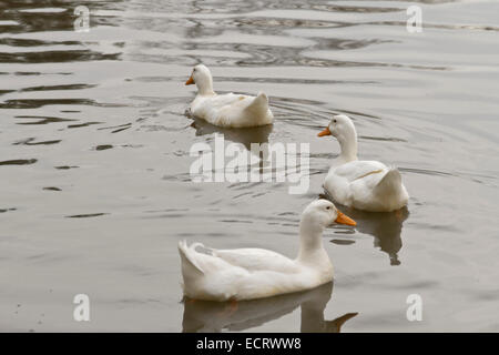 Drei weiße Enten folgen einander, wie sie an einem See schwimmen Stockfoto