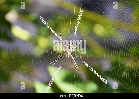 Weibliche Argiope Trifasciata Spider AKA gebändert Wespenspinne mit riesigen Web und vier Aufmerksamkeit Spurlinien auf einem Baum Stockfoto