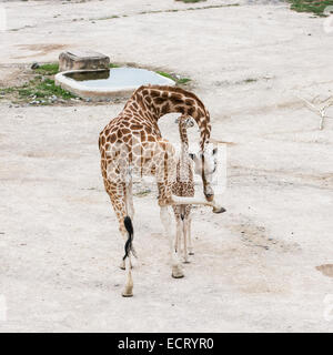 Giraffe mit Jungtier ruht am Wasserloch. Rothschild Giraffen (Giraffa Plancius Rothschildi). Stockfoto