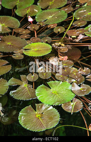 Schöne grüne Seerosen im dunklen Wasser. Natürlichen Hintergrund. Stockfoto