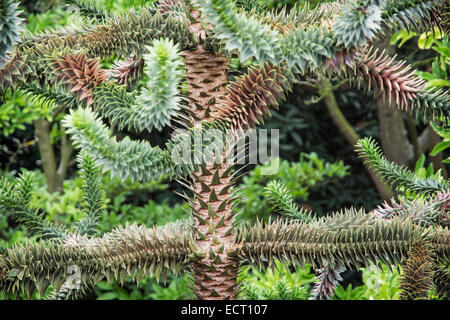 Araucaria Araucana (gemeinhin als die Monkey Puzzle Tree, Monkey Tail Baum, chilenische Kiefer oder Pehuen). Stockfoto