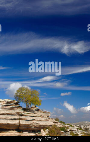 Erosion, die Arbeit an Jura Kalksteine, Torcal de Antequera, Provinz Málaga, Andalusien, Spanien, Europa Stockfoto