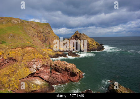 St. Abbs Head Klippen, bird Sanctuary, Scottish Borders, Schottland, Vereinigtes Königreich, Europa Stockfoto