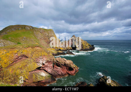 St. Abbs Head Klippen, bird Sanctuary, Scottish Borders, Schottland, Vereinigtes Königreich, Europa Stockfoto