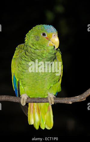 Blau-fronted Parrot (Amazona Aestiva), Xcaret Eco-archäologischer Park, Playa del Carmen, Quintana Roo state, Riviera Maya Stockfoto