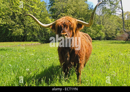 Scottish Highland Kuh (Bos Taurus) an Brodie Castle in der Nähe von Inverness, Grampian Region, Schottland, Vereinigtes Königreich, Europa Stockfoto