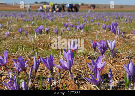 Blumenpflücken Safran (Crocus Sativus), Motilla del Palancar, Cuenca Provinz, Region Kastilien-La Mancha, Spanien, Europa Stockfoto