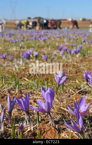 Blumenpflücken Safran (Crocus Sativus), Motilla del Palancar, Cuenca Provinz, Region Kastilien-La Mancha, Spanien, Europa Stockfoto