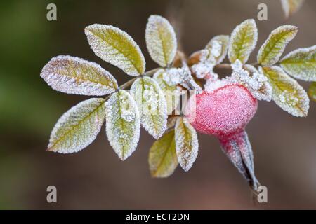 Hagebutte, Heckenrose (Rosa Canina), bedeckt in Raureif, Hessen, Deutschland Stockfoto