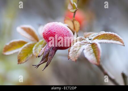 Hagebutte, Heckenrose (Rosa Canina), bedeckt in Raureif, Hessen, Deutschland Stockfoto