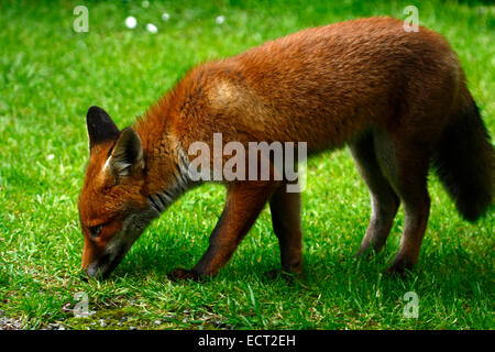 Neugierige Fox Cub schöne britische wildes Tier in der englischen Landschaft schnüffeln Boden buschigen Pinsel oder Endstück Stockfoto