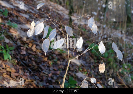 LUNARIA, Ehrlichkeit blühende Pflanze im Wald Stockfoto