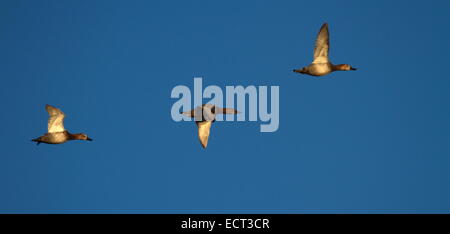 Drei Tafelenten Enten fliegen in tiefblauen Himmel bei Sonnenuntergang Stockfoto