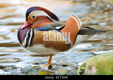 Schöne männliche Ente, Mandarinente (Aix Galericulata), Seitenansicht Stockfoto