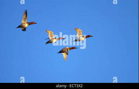 Vier Tafelenten Enten fliegen in tiefblauen Himmel bei Sonnenuntergang Stockfoto