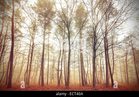 Retro-gefiltertes Bild von einem nebligen Wald. Stockfoto