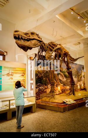 Eine Besucherin achtet auf die Rekonstruktion eines Tyrannosaurus rex im Geologiemuseum in Bandung, West-Java, Indonesien. Stockfoto