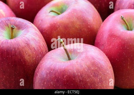 Rosige rote Tafeläpfel für frisches Essen. England-UK-Großbritannien Stockfoto