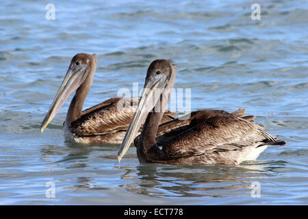 Zwei Juvenille braune Pelikane Pelecanus occidentalis Stockfoto