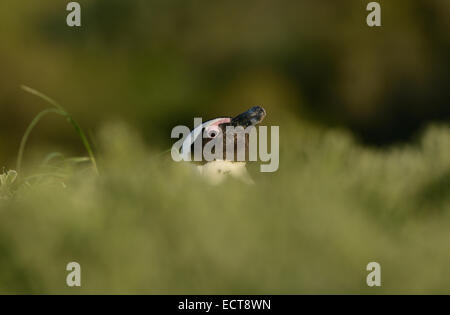 Afrikanische Pinguin (Spheniscus Demersus) hinter einem Gebüsch, an einem Strand in der Nähe von Kapstadt in Südafrika. Stockfoto