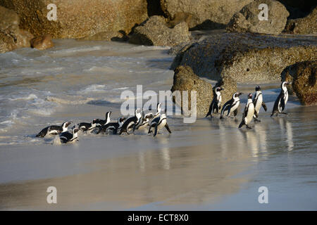 Afrikanische Pinguine am Strand auf False Bay, Südafrika mit dem Atlantischen Ozean im Hintergrund. Stockfoto