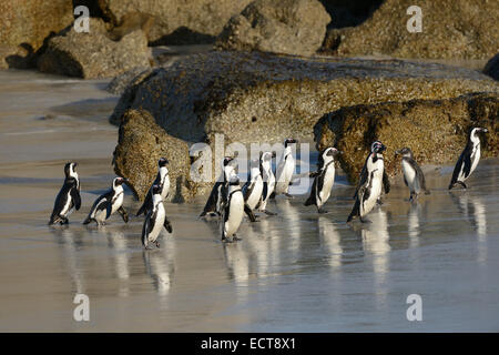 Afrikanische Pinguine am Strand auf False Bay, Südafrika mit dem Atlantischen Ozean im Hintergrund. Stockfoto