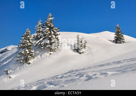 kleine Tannenbäume beschneit auf kleinen Hügeln unter blauem Himmel Stockfoto