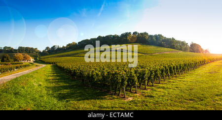 Weingut Sunrise-Weinberge von Saint Emilion, Weinberge von Bordeaux Stockfoto