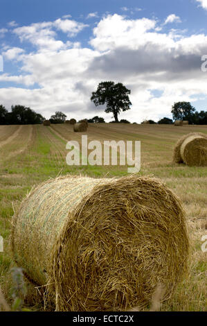 Heu Strohballen Stand in einem Feld auf der Leith Hall Estate in aberdeenshire Stockfoto