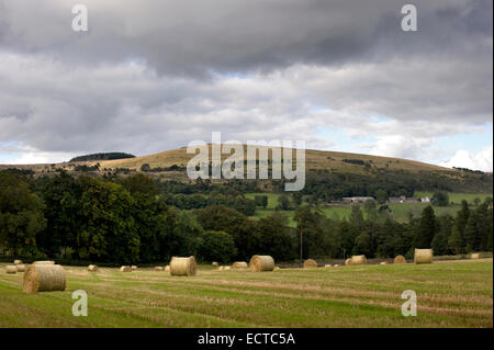 Heu Strohballen Stand in einem Feld auf der Leith Hall Estate in aberdeenshire Stockfoto