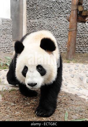 (141219)--MACAO, 19. Dezember 2014 (Xinhua)--In dieser Datei Foto aufgenommen am 15. Dezember 2010, männlichen Panda Kai Kai nimmt einen Spaziergang in seinem Geburtsort in der südwestlichen chinesischen Provinz Sichuan. Kai Kai und Xin Xin, eine weibliche Panda, die an akutem Nierenversagen gestorben und verwandte Erkrankungen am 22. Juni 2014, wurden von der chinesischen Zentralregierung nach Macao als Geschenk zum 10-jährigen Jubiläum von Macau spezielle Administrative Region (SAR) im Jahr 2009. Die chinesische Regierung ein weiteres paar der Pandas nach Macao verleihen wird, sagte Präsident Xi Jinping hier am Freitag, während seines Treffens mit Chui Stockfoto