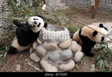 (141219)--MACAO, 19. Dezember 2014 (Xinhua)--In dieser Datei Foto aufgenommen am 15. Dezember 2010, männlichen Panda Kai Kai (R) und seine Partnerin Xin Xin ernähren sich von Bambus-Blätter in ihren Geburtsort in der südwestlichen chinesischen Provinz Sichuan. Kai Kai und Xin Xin, von akutem Nierenversagen gestorben und im Zusammenhang mit Beschwerden am 22. Juni 2014, wurden von der chinesischen Zentralregierung nach Macao als Geschenk zum 10-jährigen Jubiläum von Macau spezielle Administrative Region (SAR) im Jahr 2009. Die chinesische Regierung ein weiteres paar der Pandas nach Macao verleihen wird, sagte Präsident Xi Jinping hier am Freitag, d Stockfoto