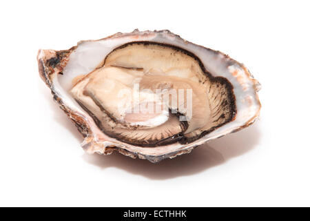 große rohe Austern isoliert auf einem weißen Studio-Hintergrund. Stockfoto