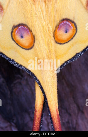 Comet Nachtfalter (Argema Mittrei) Detail Augenflecken und Schwänzen, die ähneln Vogel Augen und Schnabel, die Räuber zu erschrecken wird. Stockfoto