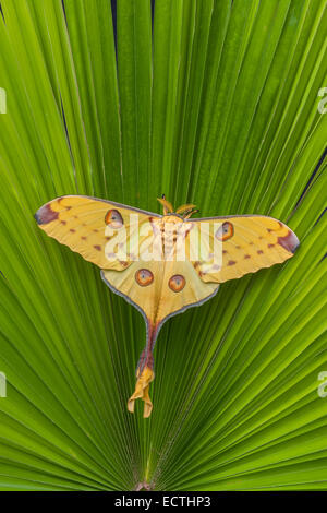 Komet Moth (Argema Mittrei) weiblich tun die Startle-Anzeige, Räuber abzulenken ruht auf einer Palme.  Eingeborener nach Madagaskar. Stockfoto