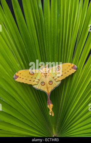 Komet Moth (Argema Mittrei) weiblich tun die Startle-Anzeige, Räuber abzulenken ruht auf einer Palme.  Eingeborener nach Madagaskar. Stockfoto