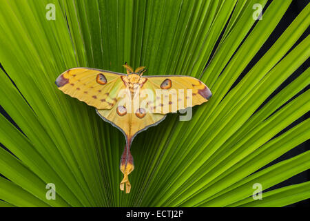 Komet Moth (Argema Mittrei) weiblich tun die Startle-Anzeige, Räuber abzulenken ruht auf einer Palme.  Eingeborener nach Madagaskar. Stockfoto