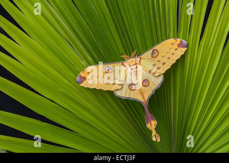 Komet Moth (Argema Mittrei) weiblich tun die Startle-Anzeige, Räuber abzulenken ruht auf einer Palme.  Eingeborener nach Madagaskar. Stockfoto