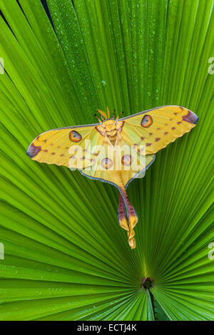 Komet Moth (Argema Mittrei) weiblich tun die Startle-Anzeige, Räuber abzulenken ruht auf einer Palme. Eingeborener nach Madagaskar. Stockfoto