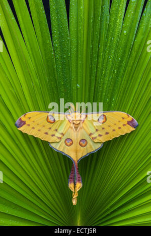 Komet Moth (Argema Mittrei) weiblich tun die Startle-Anzeige, Räuber abzulenken ruht auf einer Palme. Eingeborener nach Madagaskar. Stockfoto