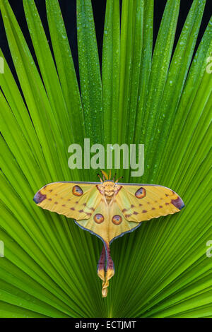 Komet Moth (Argema Mittrei) weiblich tun die Startle-Anzeige, Räuber abzulenken ruht auf einer Palme. Eingeborener nach Madagaskar. Stockfoto