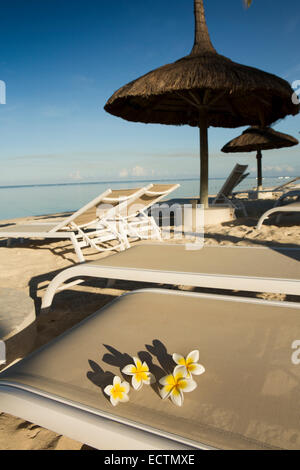 Mauritius, Flic En Flac, Sugar Beach Hotel, tropischen Frangipani Blüten auf Sonnenliege Stockfoto