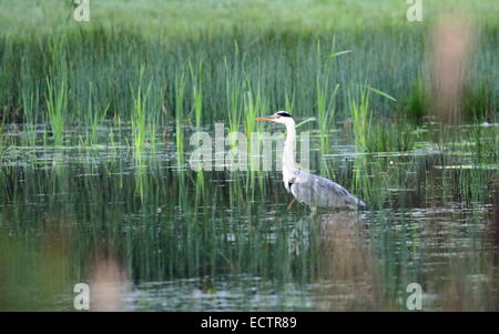 Schöne Graureiher stehend im Wasserteich neben großen Rasen Stockfoto