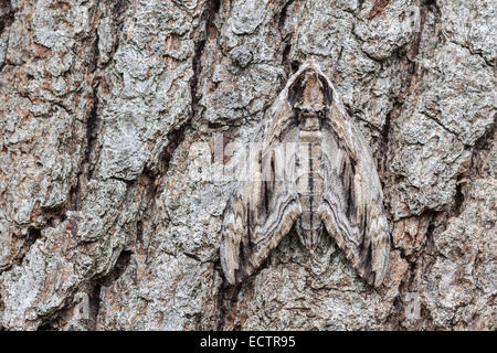 Elm Sphinx (Ceratomia Amyntor) Erwachsenfrau ruht auf Baumrinde.  Beachten Sie die Camouflage-Fähigkeit der Erwachsenen Motte. Stockfoto