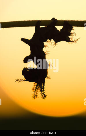 Königliche Motte aka HIckory gehörnten Teufel aka Royal Walnuss Motte, 3. Instar Larve Silhouette gegen den Sonnenaufgang. Stockfoto