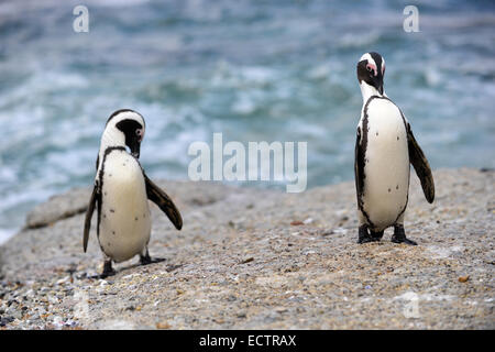Afrikanische Pinguine (Spheniscus Demersus) Stockfoto