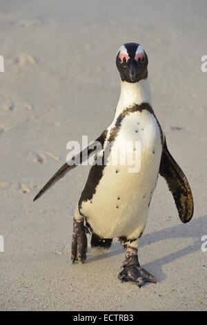 Afrikanische Pinguin (Spheniscus Demersus) spazieren am Strand. Südafrika Stockfoto