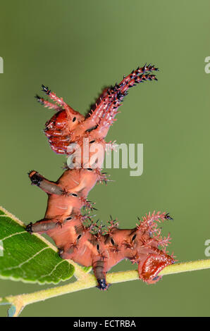 Königliche Motte aka HIckory gehörnten Teufel aka Royal Walnuss Motte, 3. Instar Larve auf Schwarznuss. Stockfoto