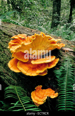 Schwefel-Regal "Laetiporus Conifericola", umgestürzten Baumstamm der Douglasie. Stockfoto